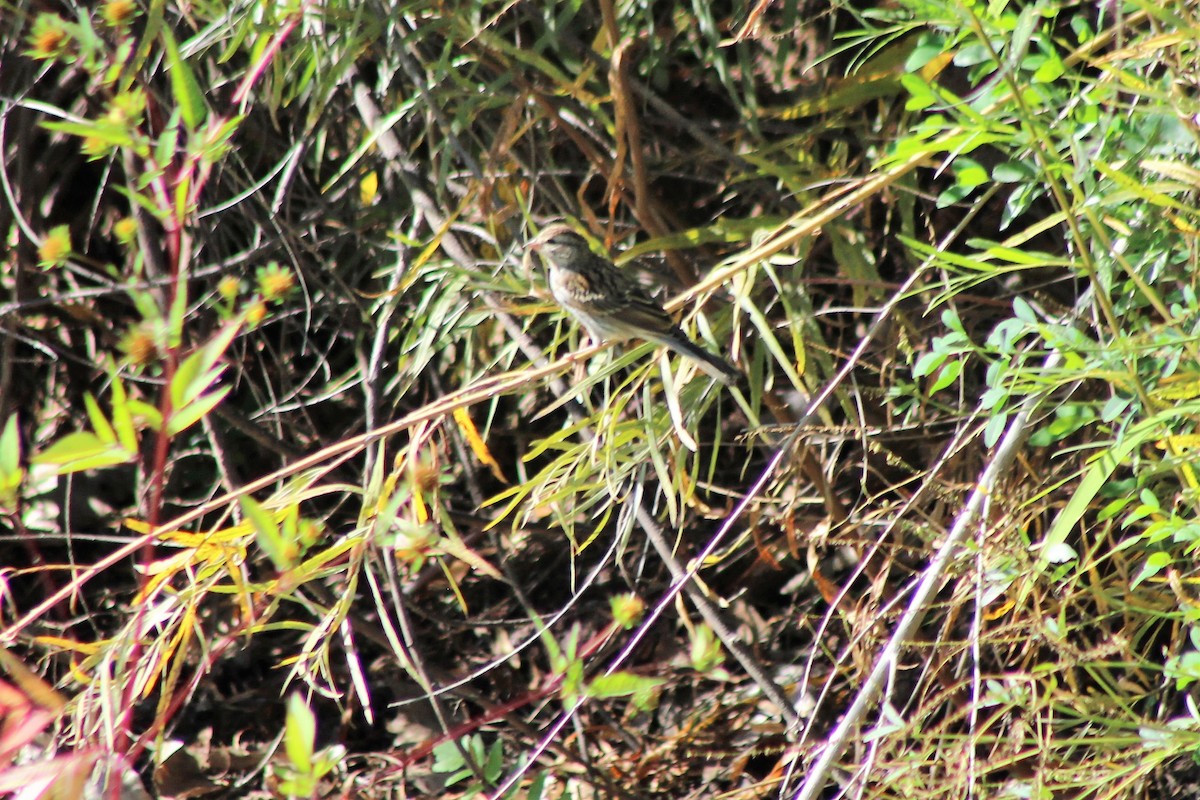 Chipping Sparrow - David Lerwill