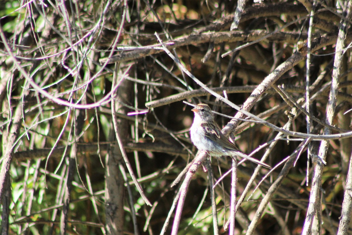 Chipping Sparrow - David Lerwill