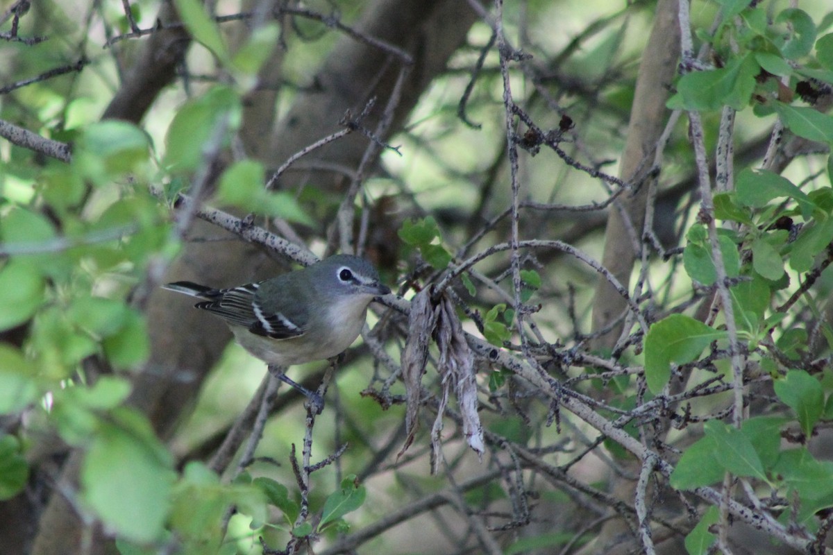 Vireo de Cassin - ML116040651