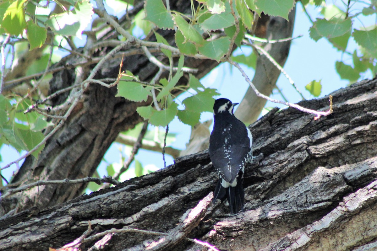 Williamson's Sapsucker - ML116041501