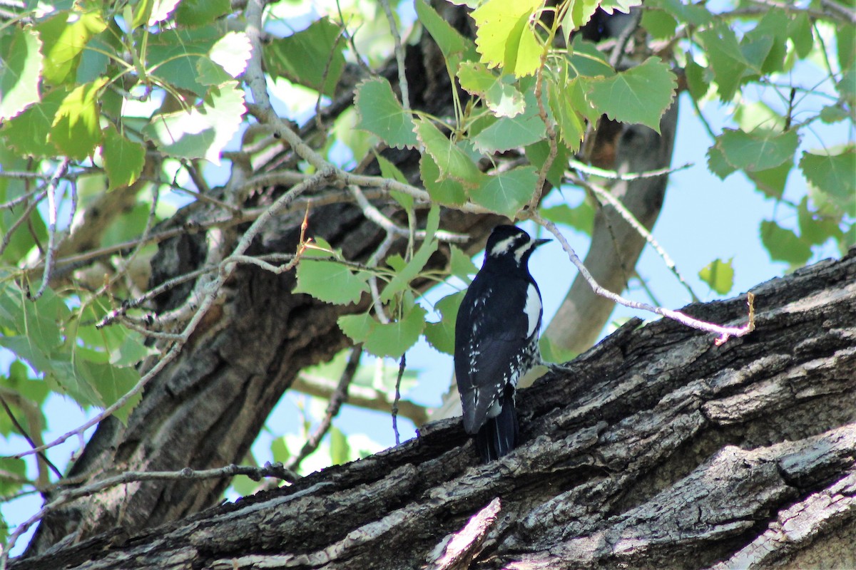 Williamson's Sapsucker - ML116041511