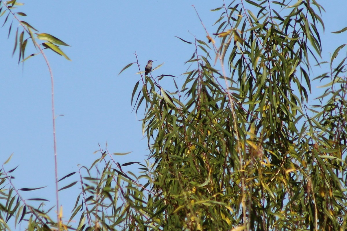 Black-chinned Hummingbird - ML116041571