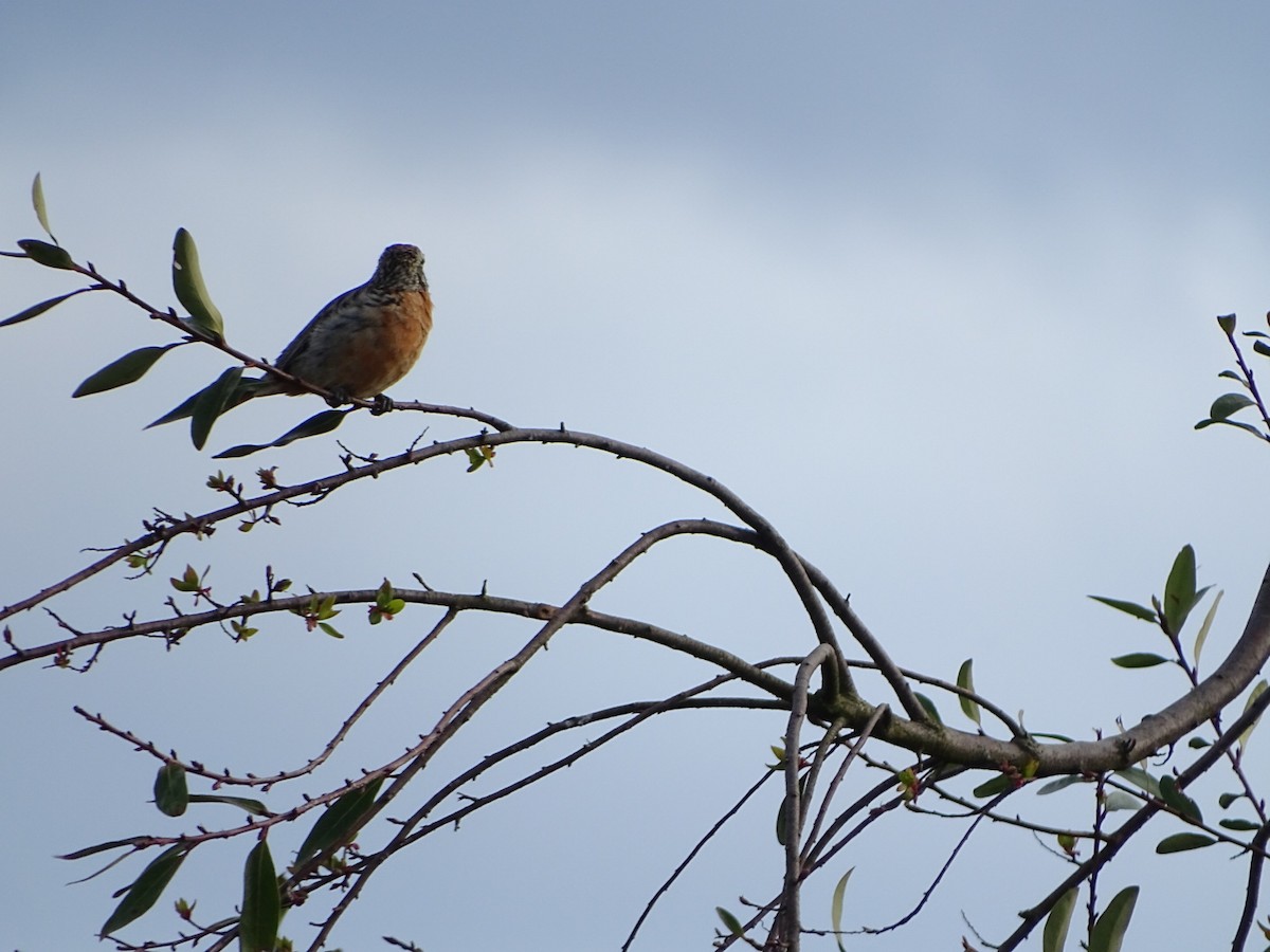 Rufous-tailed Plantcutter - ML116042611