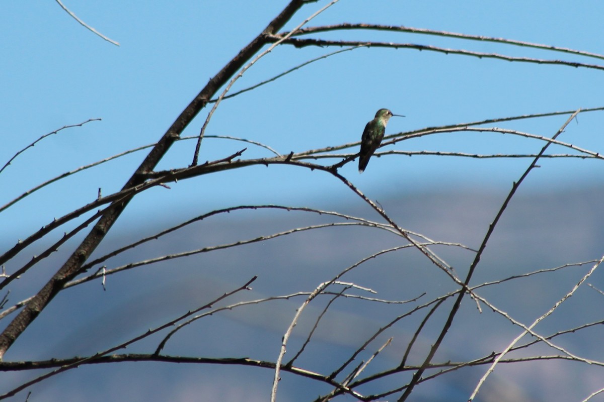 Black-chinned Hummingbird - ML116042911