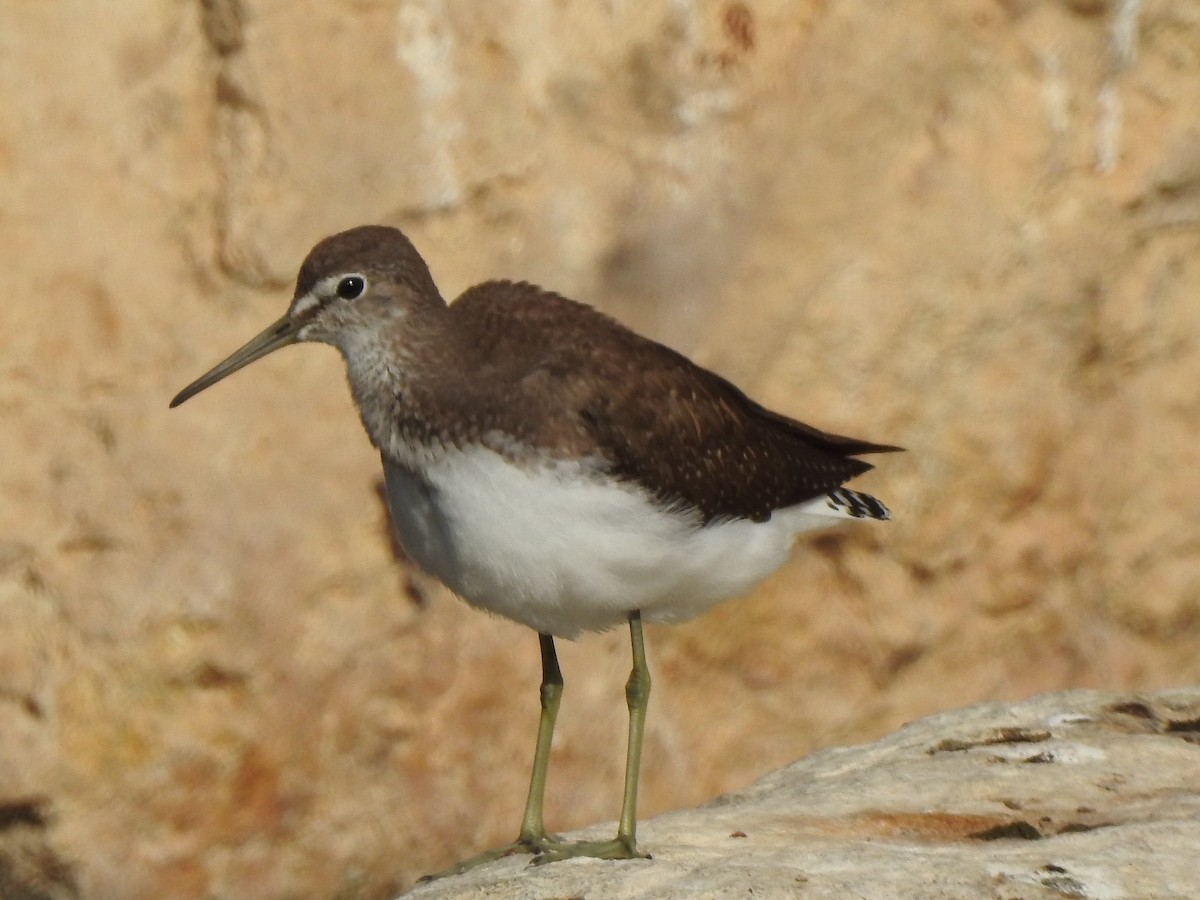 Green Sandpiper - ML116043631