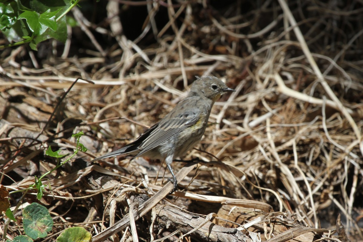 Yellow-rumped Warbler (Audubon's) - James (Jim) Holmes