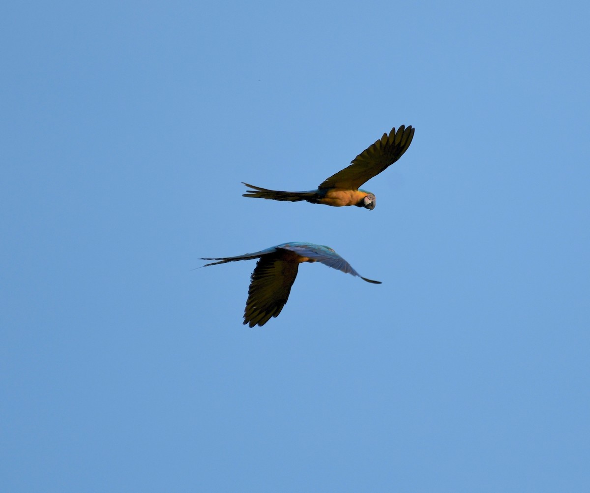 Blue-and-yellow Macaw - ML116045091