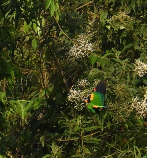 Orange-cheeked Parrot - ML116045201