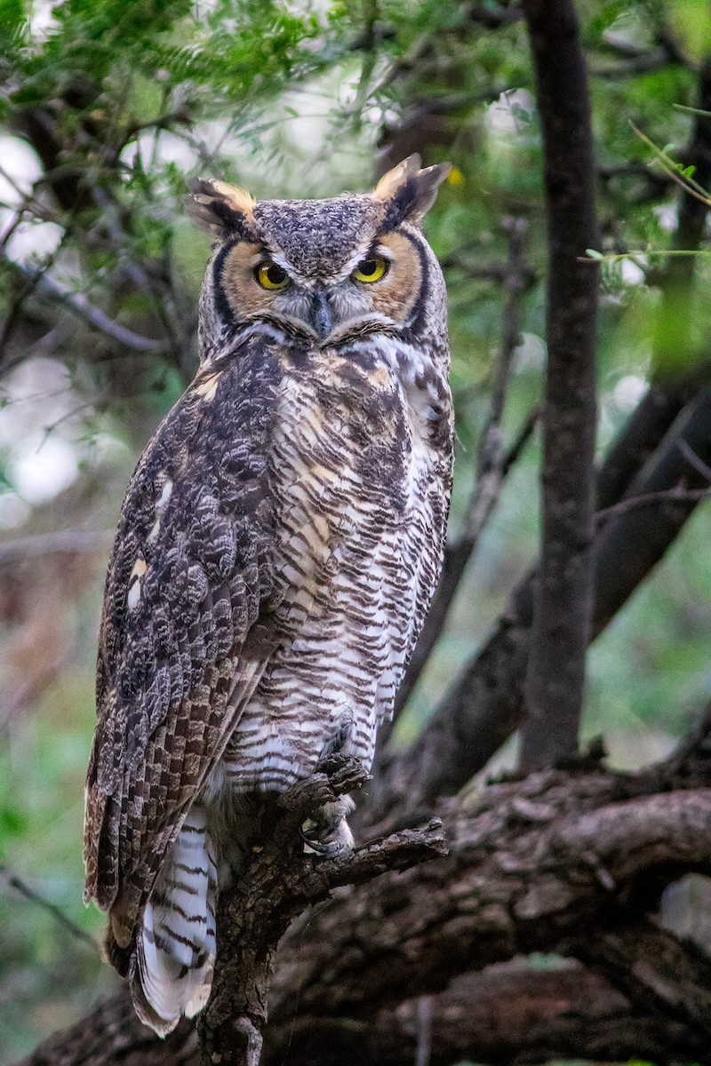 Great Horned Owl - David Sutton