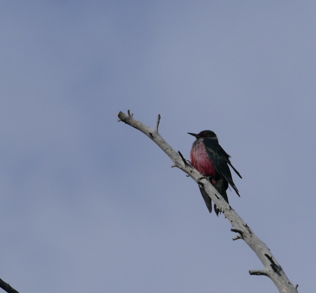 Lewis's Woodpecker - ML116047891