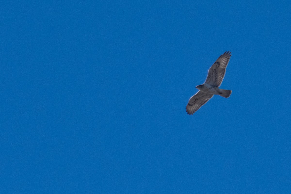 Ferruginous Hawk - Mark Schulist