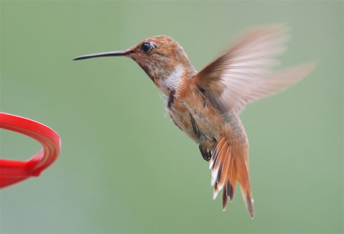 Allen's Hummingbird - Harlan Stewart