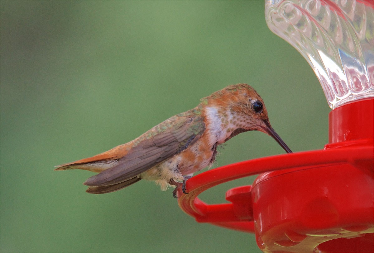 Allen's Hummingbird - Harlan Stewart
