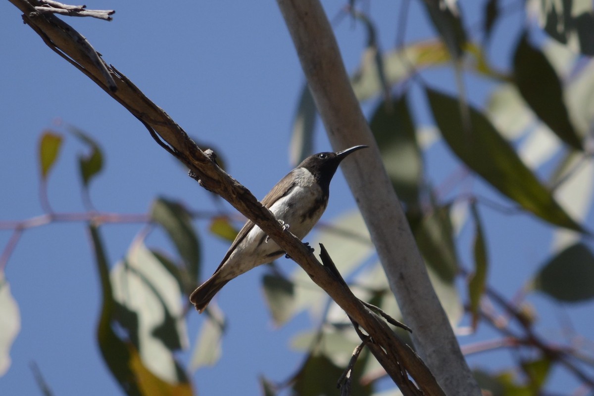 Black Honeyeater - ML116048681