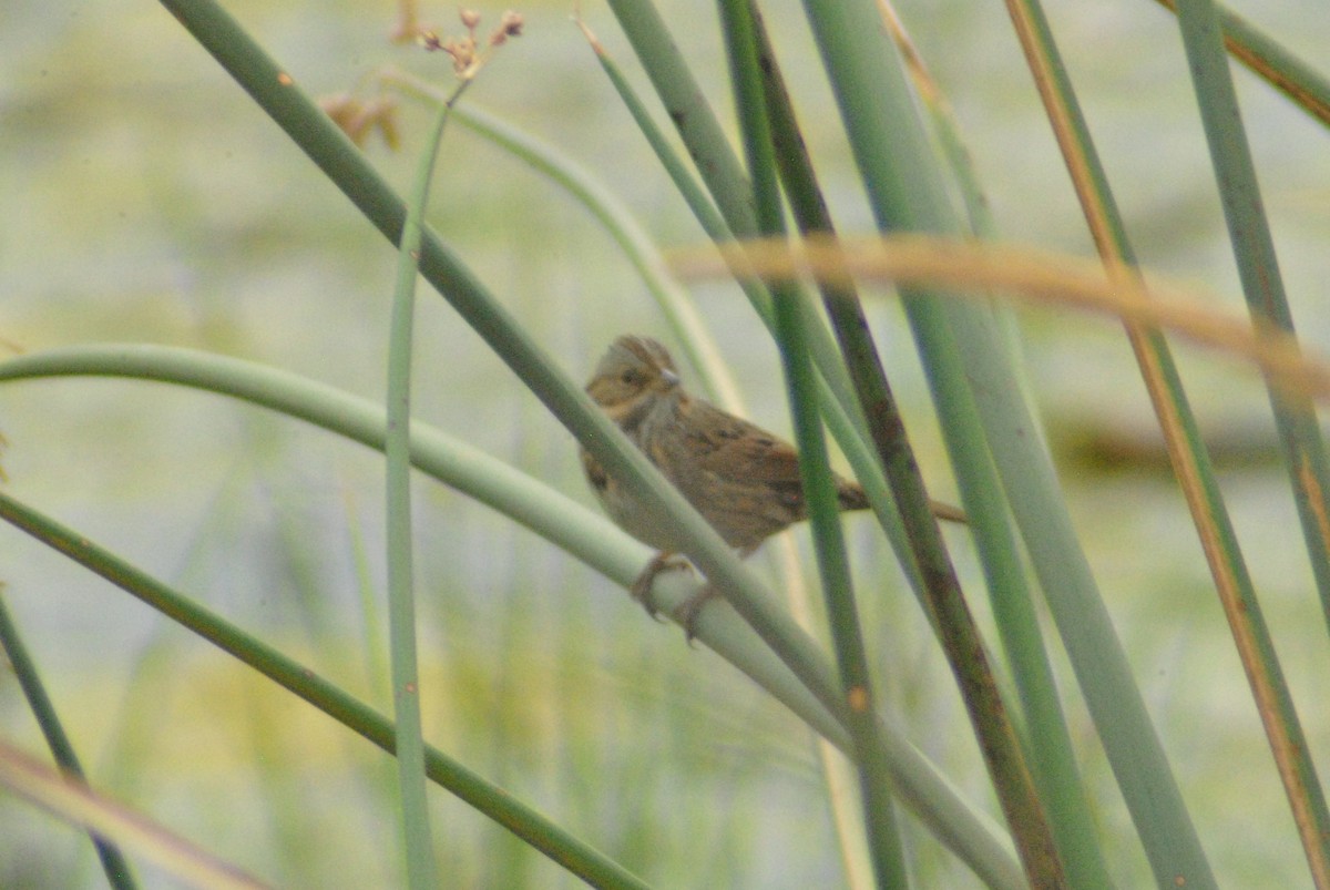 Lincoln's Sparrow - ML116050581