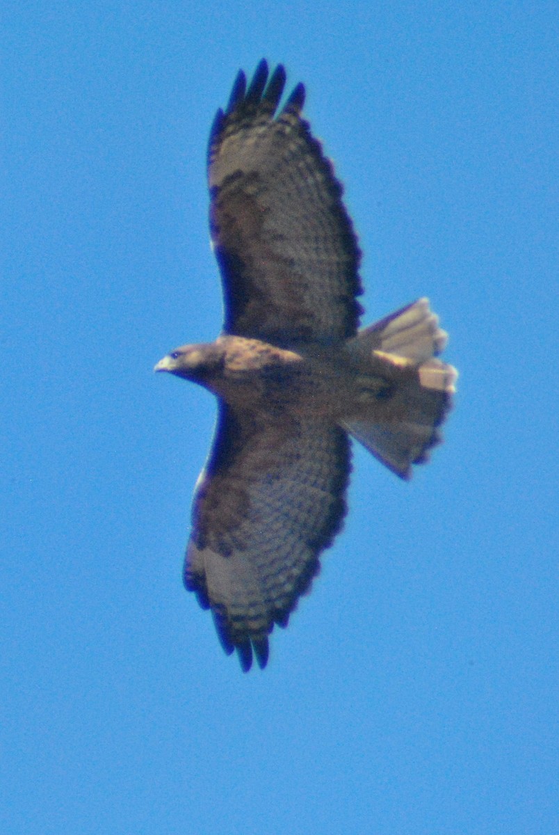 Red-tailed Hawk (calurus/alascensis) - ML116053421