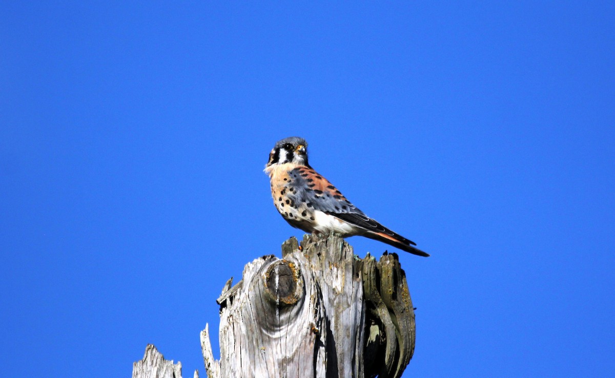 American Kestrel - ML116053461