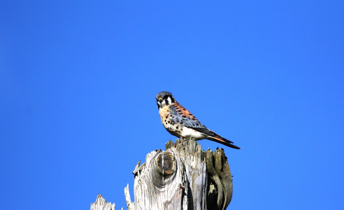 American Kestrel - Nels Nelson