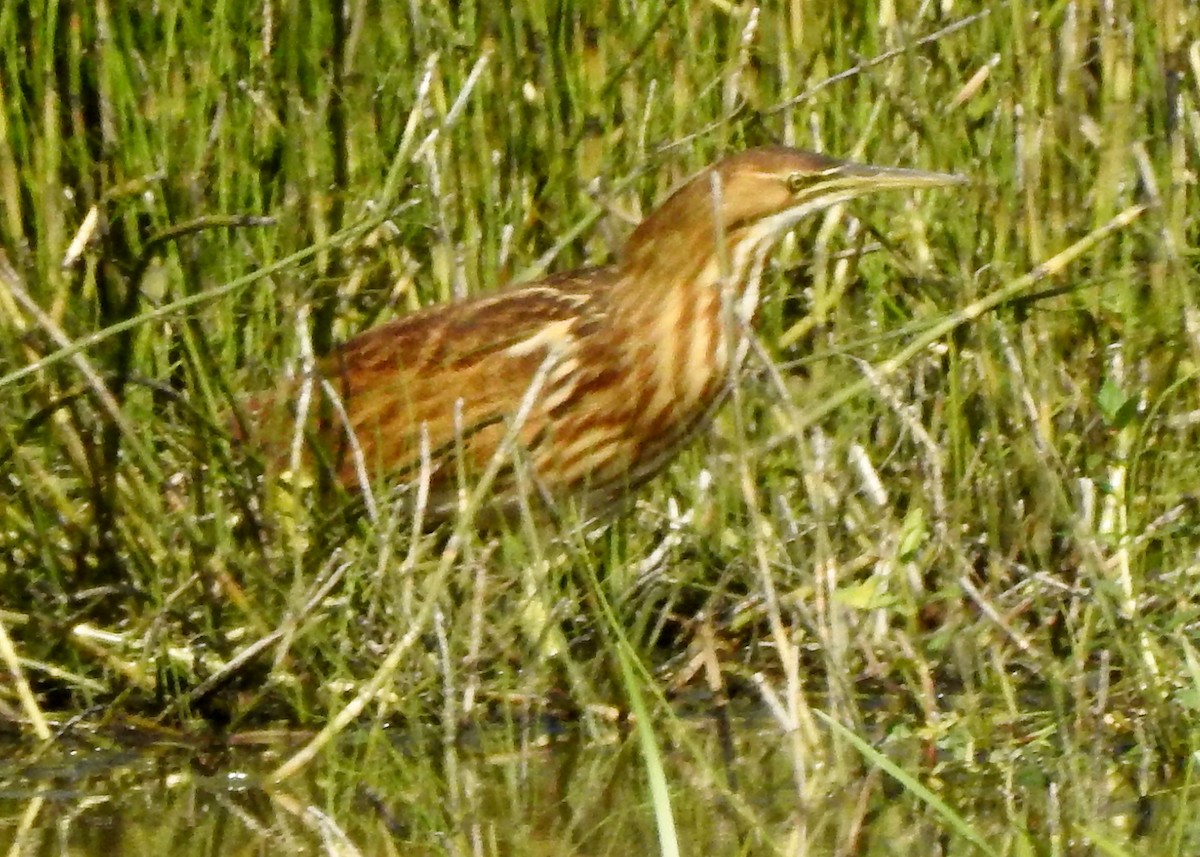 American Bittern - ML116053731