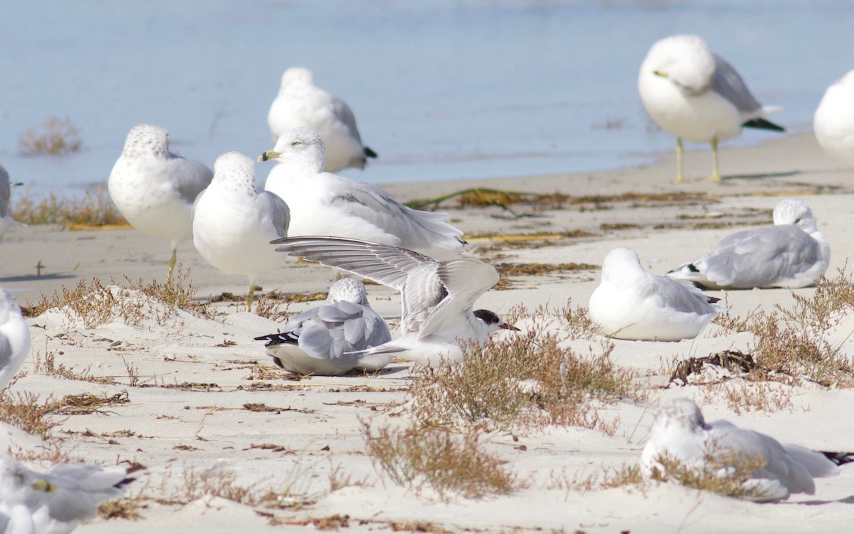 Common Tern (hirundo/tibetana) - ML116054451