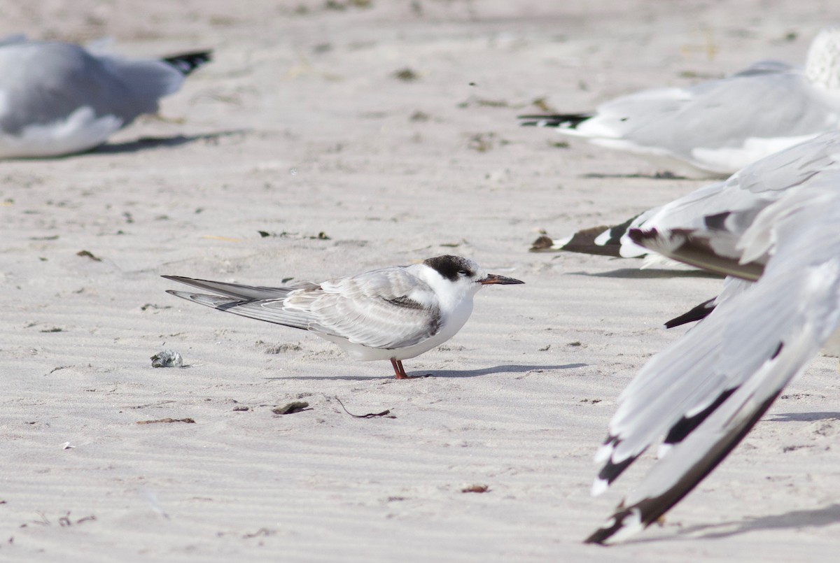 Common Tern (hirundo/tibetana) - ML116054531