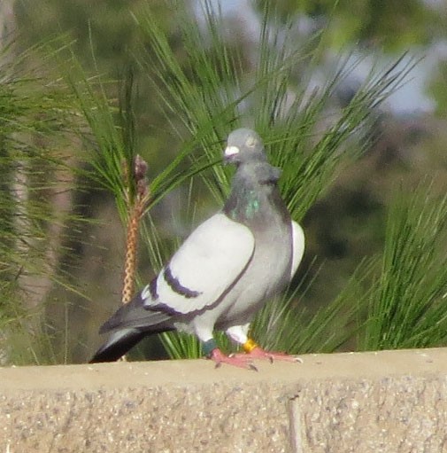 Rock Pigeon (Feral Pigeon) - ML116059111