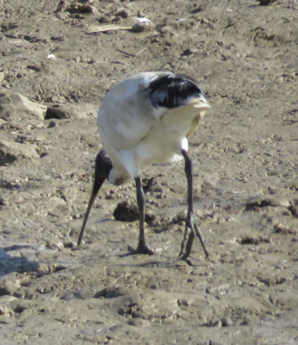 Australian Ibis - Lissa Ryan