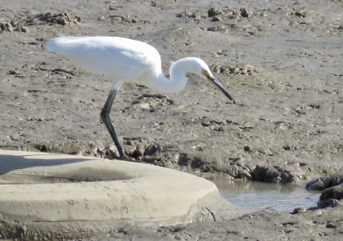 Little Egret - Lissa Ryan