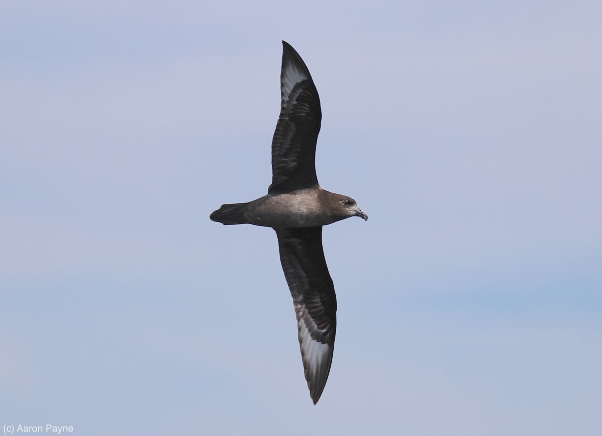 Providence Petrel - ML116060641