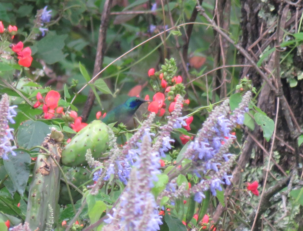 Colibrí Oreja Violeta Mexicano - ML116062201