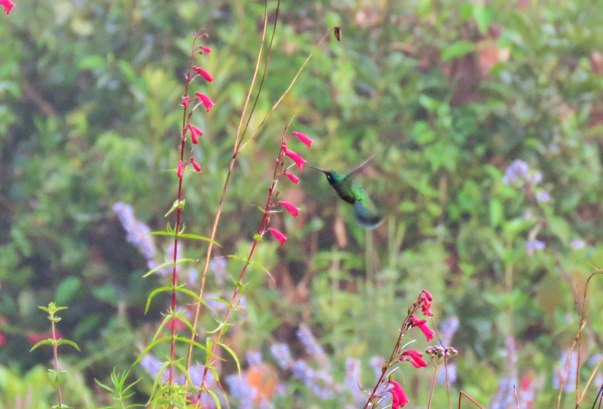 Colibrí Oreja Violeta Mexicano - ML116062211