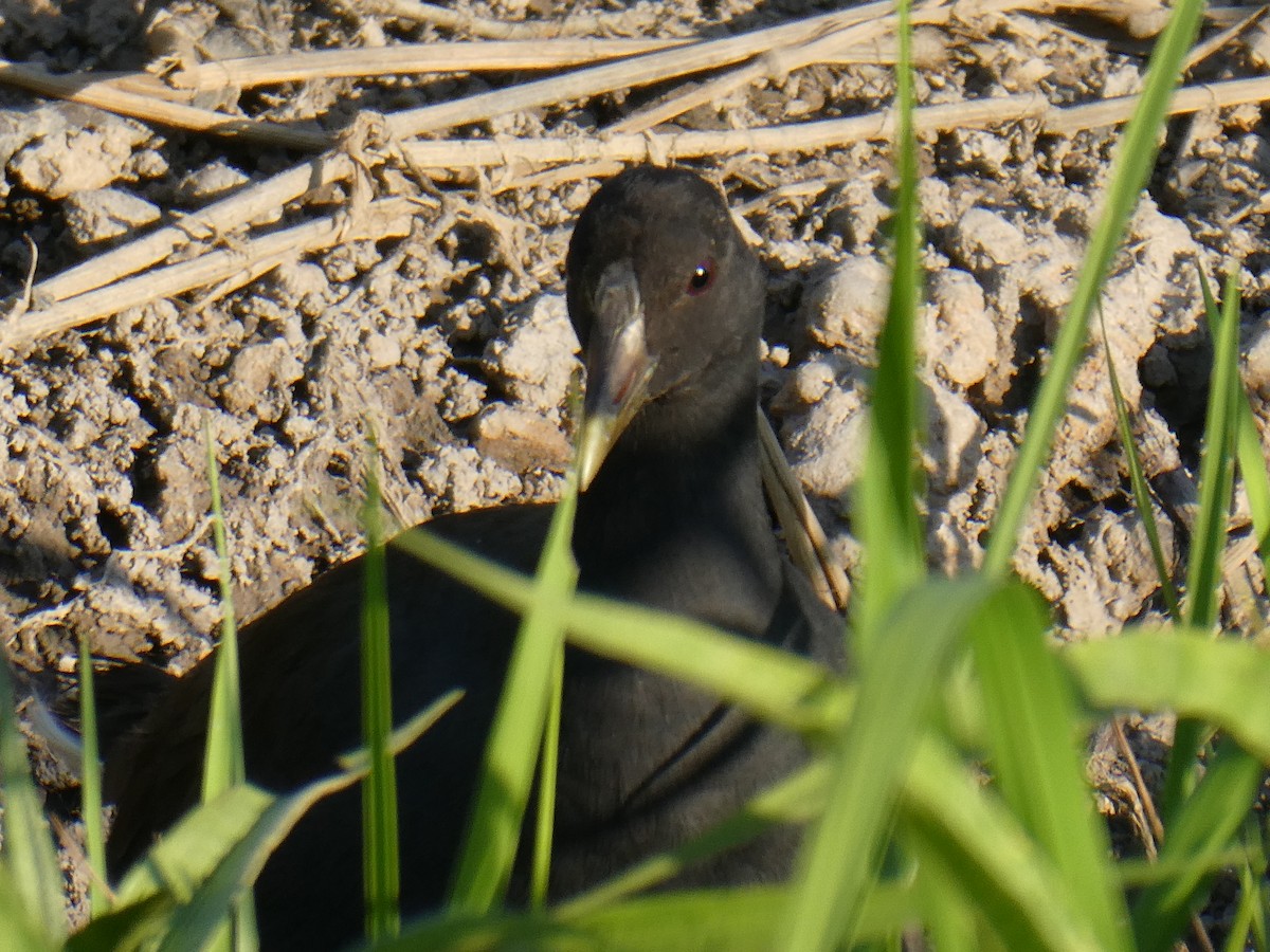 Dusky Moorhen - ML116063511