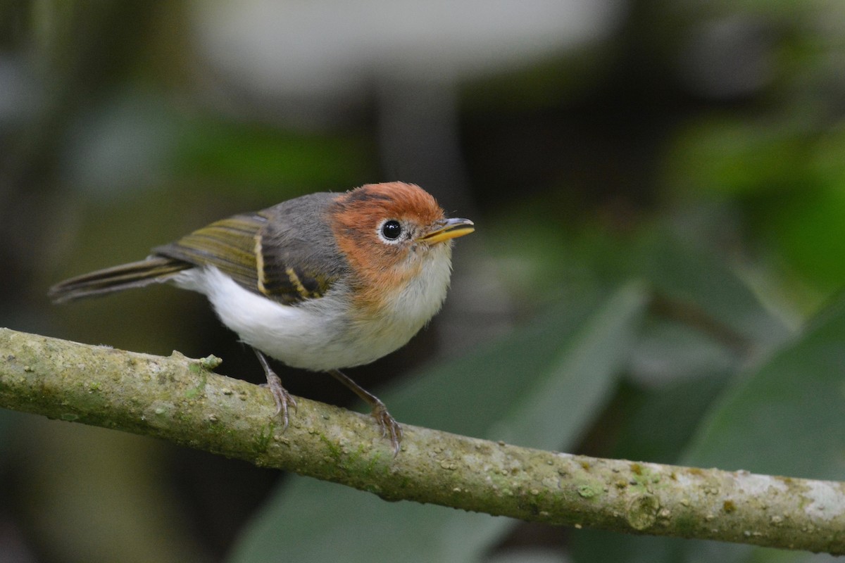 Sunda Warbler - ML116063521