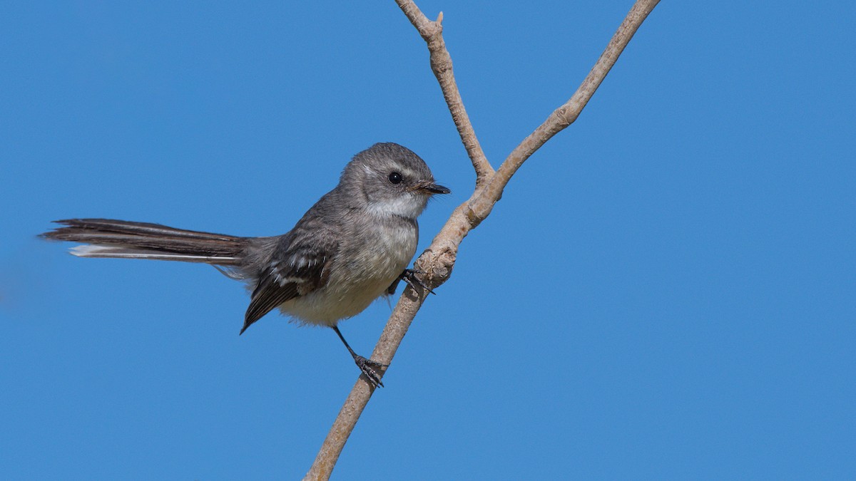 Mangrove Fantail - Barry Deacon