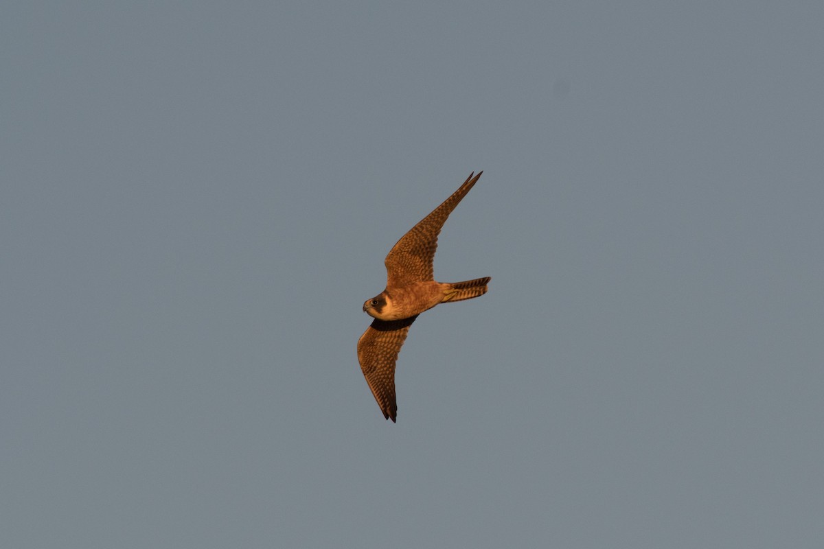 Australian Hobby - ML116065121