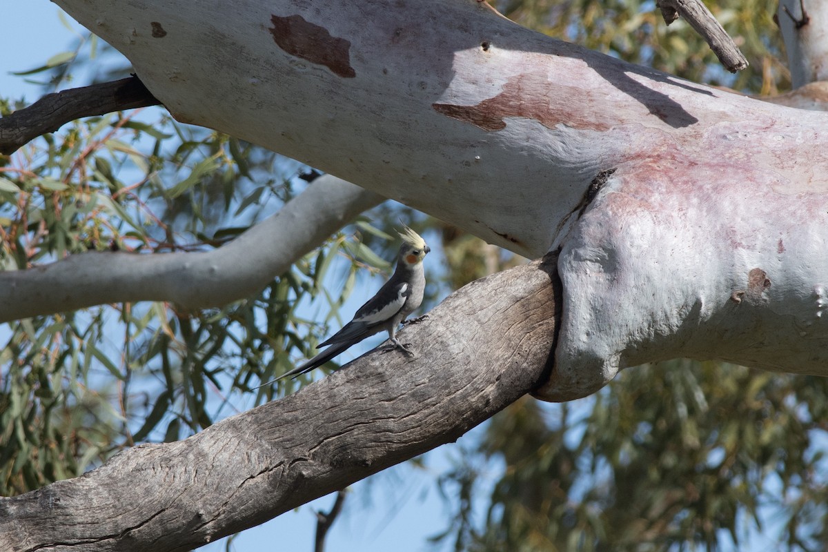 Cockatiel - ML116066181