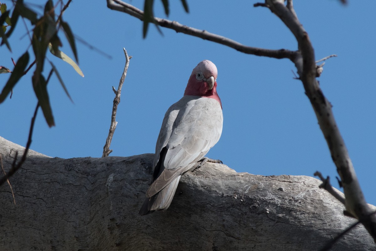 rosenkakadu - ML116066191