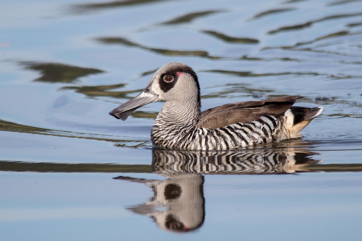 Pink-eared Duck - Andrew Allen