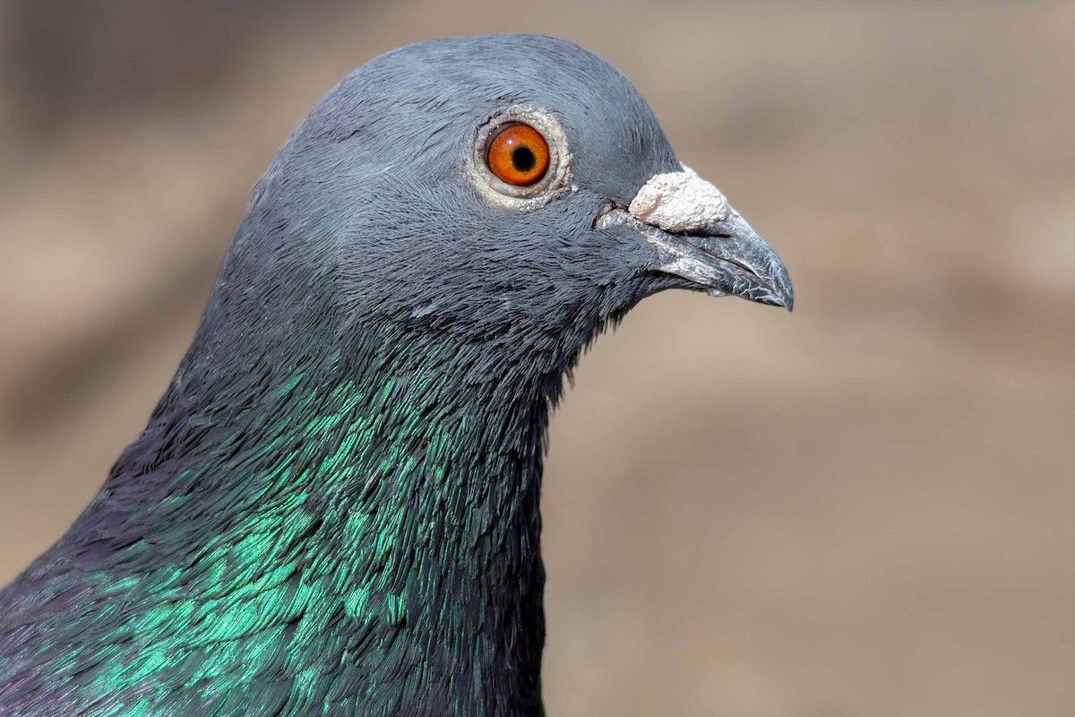 Rock Pigeon (Feral Pigeon) - ML116066781