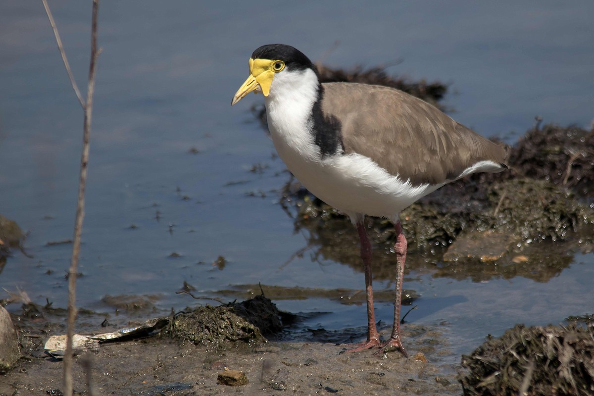 Masked Lapwing - ML116066891