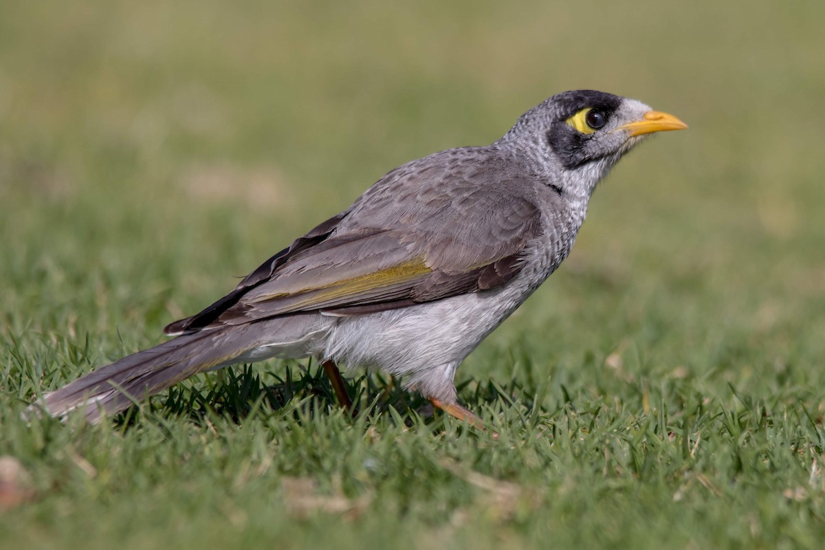 Noisy Miner - Andrew Allen