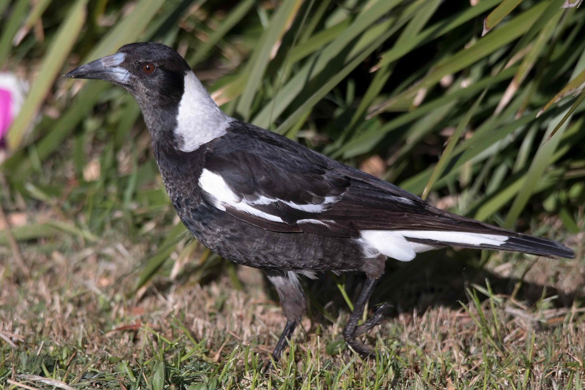 Australian Magpie - ML116067251