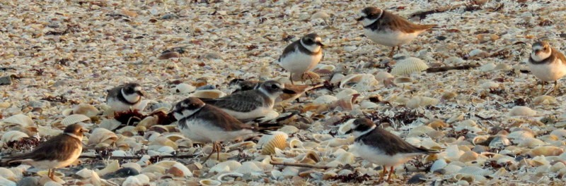 Wilson's Plover - ML116068491