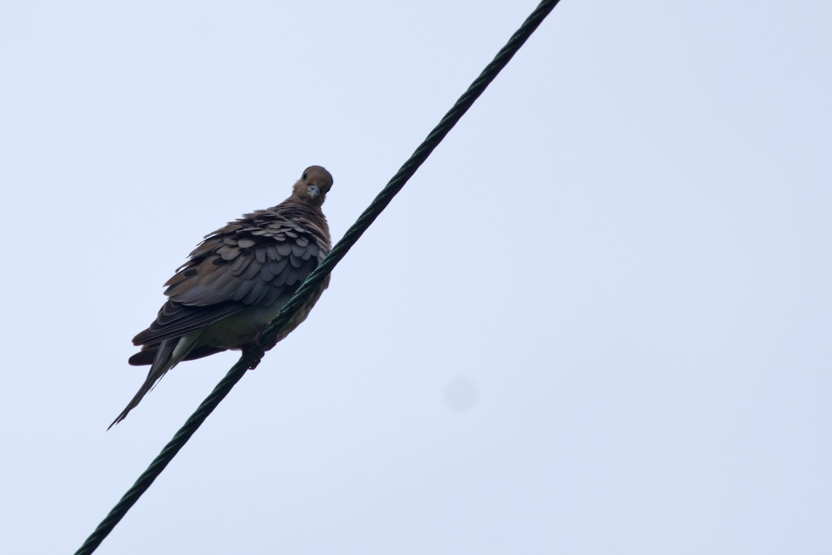 Mourning Dove - Rob Dickerson