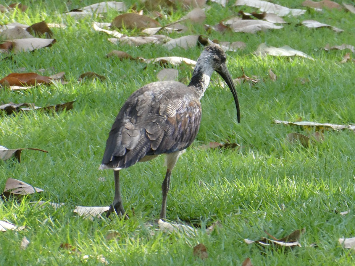 Straw-necked Ibis - ML116069591