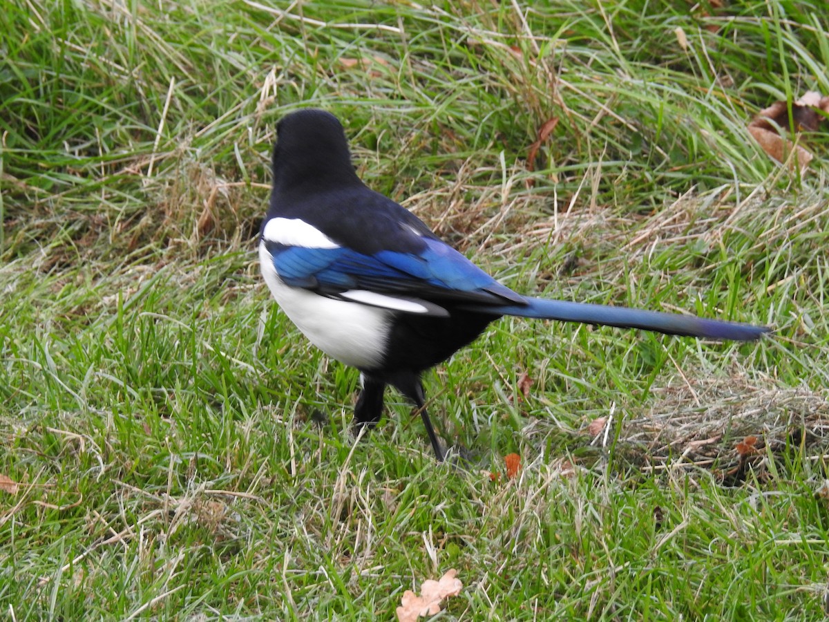 Eurasian Magpie - ML116070281