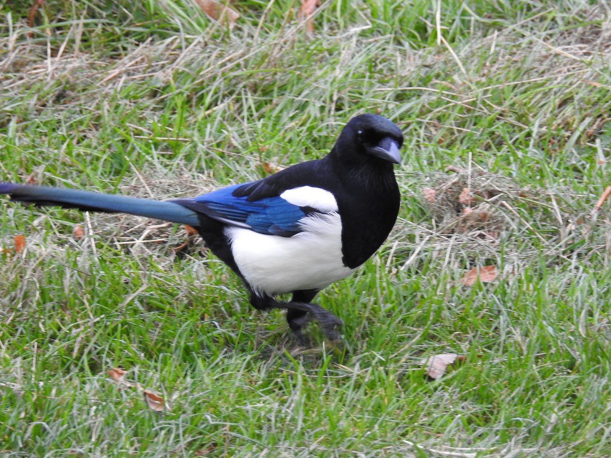 Eurasian Magpie - ML116070291