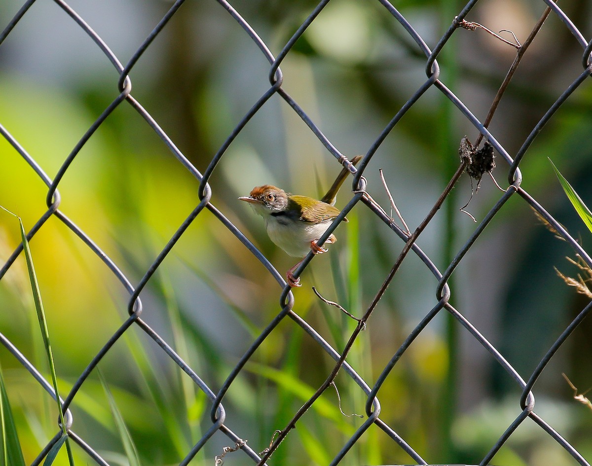 Common Tailorbird - ML116071301