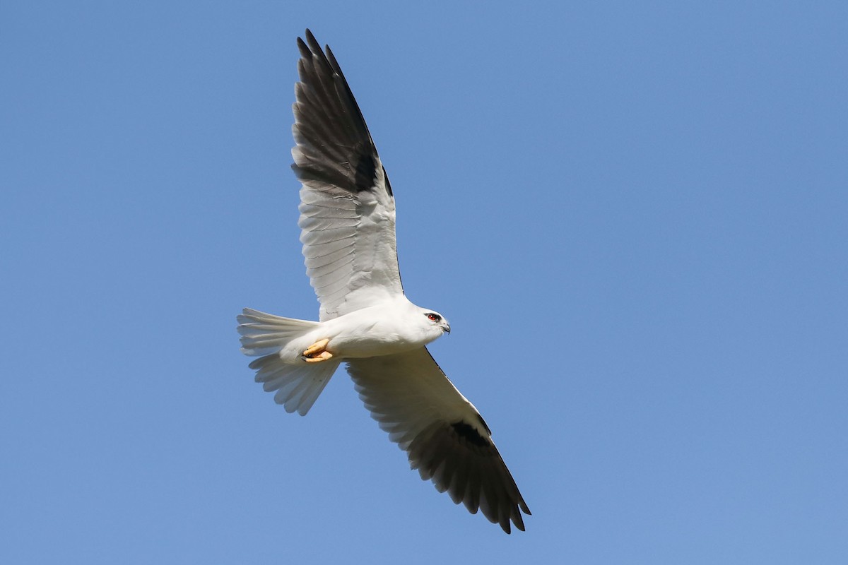 Black-shouldered Kite - ML116071821