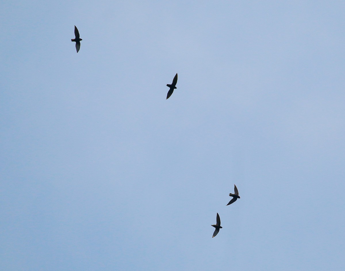 Silver-rumped Spinetail - ML116072251